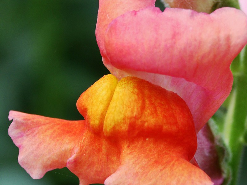 Snapdragon: penanaman dan fakta sejarah mengenai bunga.