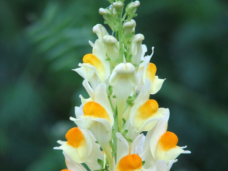 Цветно цвете Snapdragon