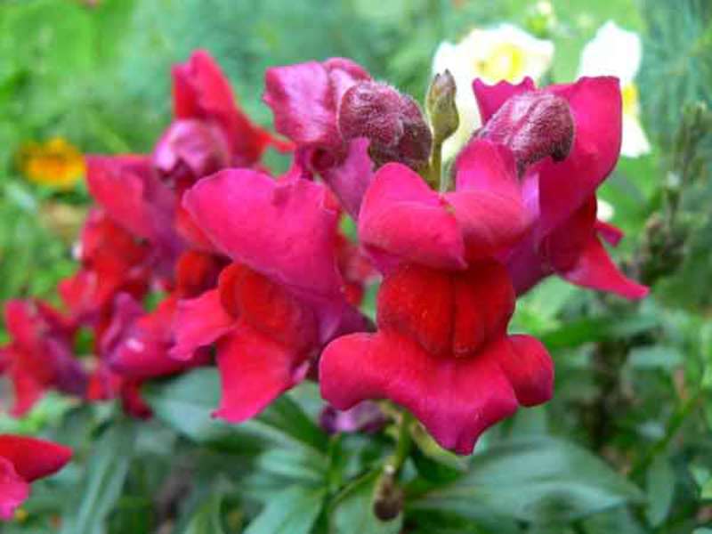 Hoa snapdragon đầy màu sắc