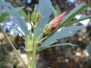 Okra-kasvin ulkonäön historia