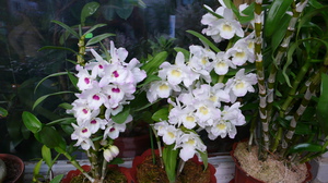 Separazione delle orchidee dendrobium.