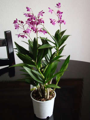 Prendersi cura di Dendrobium a casa.