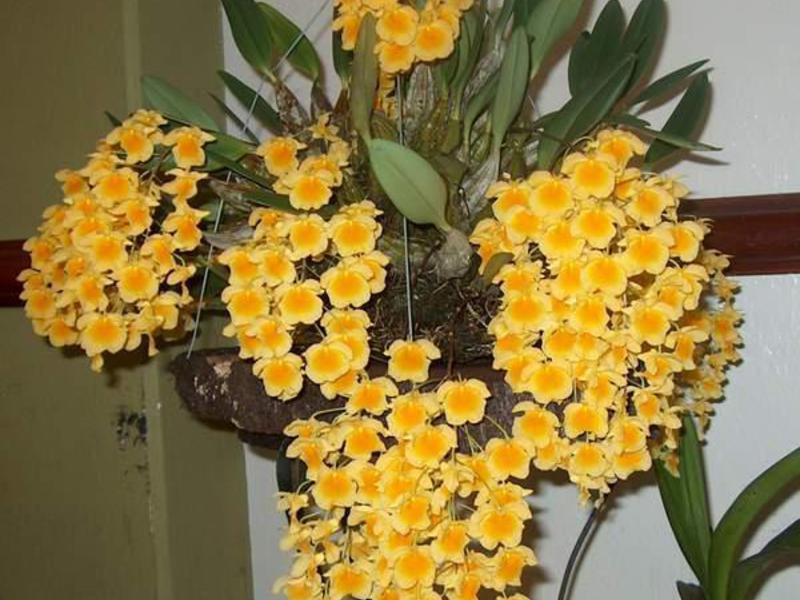 Orkide çiçeklenme dönemi