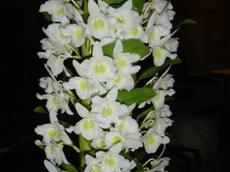Quy tắc ghép hoa Dendrobium
