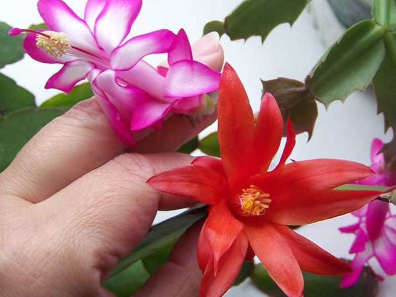 Informacija apie gėlę Rhipsalidopsis