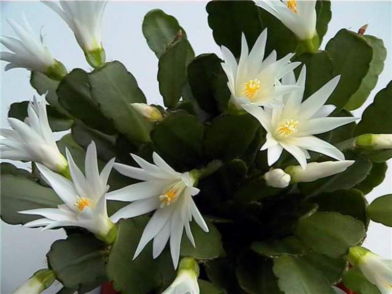 Bouquet di Ripsalidopsis
