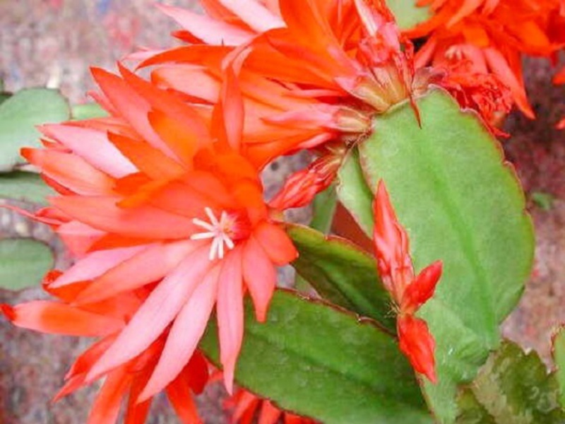Hoe ziet de bloem van Rhipsalidopsis eruit?