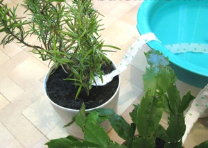 כיצד להשקות צמחים באופן אוטומטי