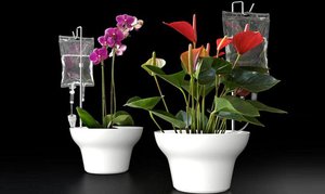 Как да направите система за поливане на растения
