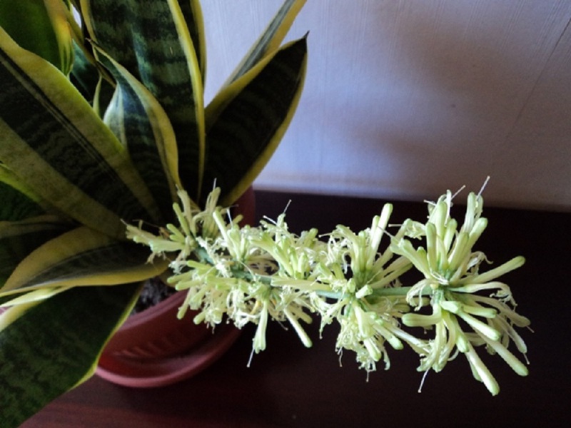 Žydinčios lydekos uodegos augalo niuansai