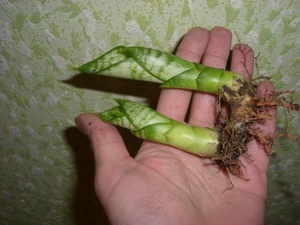 Metode de reproducere a unei plante cu coadă de știuc