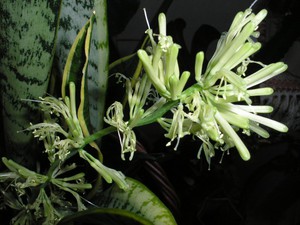 Charakterystyczne cechy rośliny Sansevier