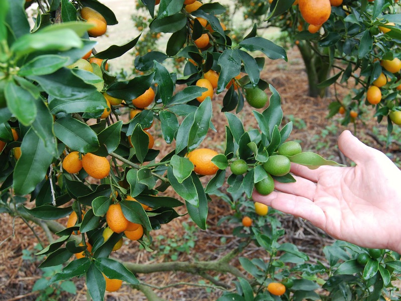 Lijst met variëteiten van kumquat
