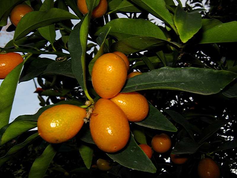 Beschrijving van de kumquat-variëteit Fakushi