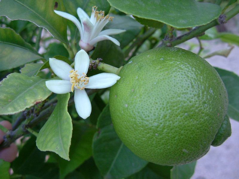 Eigenschappen van hybride variëteiten van kumquat