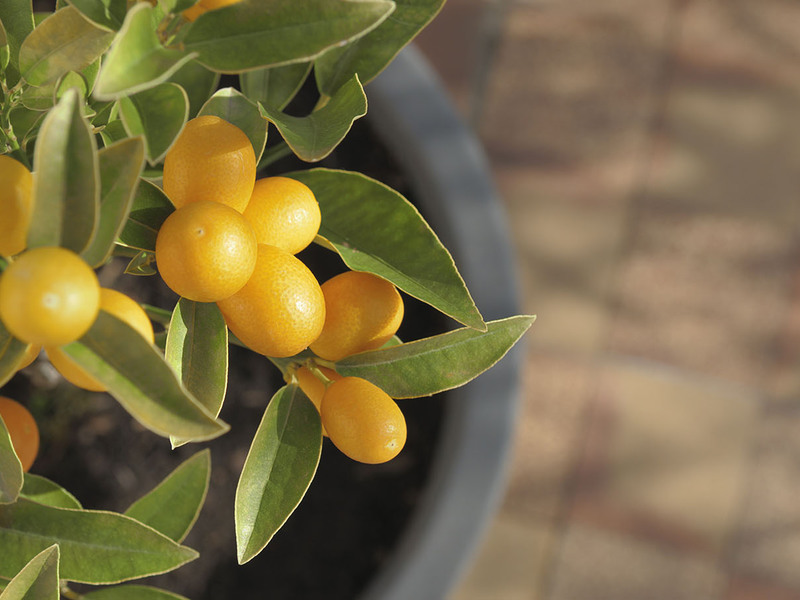 Een karakteristieke beschrijving van de siervariëteiten van kumquat