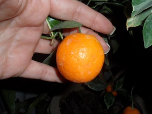Geschiedenis van de kumquat-vrucht