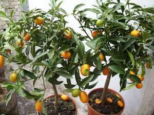 Kenmerken van het thuis kweken van kumquat