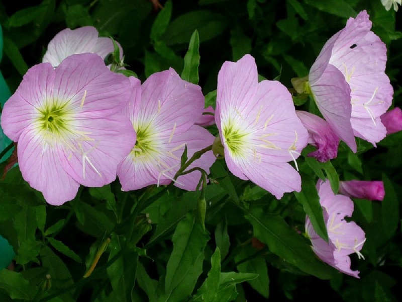 Η εμφάνιση των ροζ λουλουδιών του πολυετούς νυχτολούλουδου