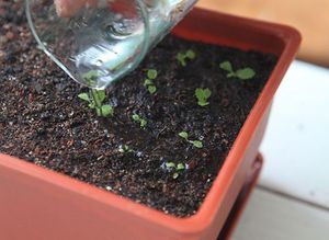 Methode zum Züchten von Nachtkerzen aus Samen