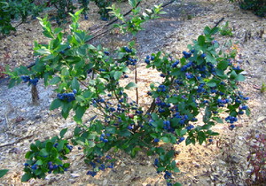 Blueberry bush at pag-aalaga nito