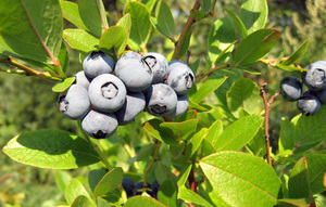 Blueberry-variëteiten