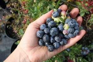 Paano prune nang tama ang mga blueberry