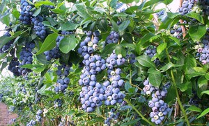 Pagtatanim at pag-aalaga ng mga blueberry