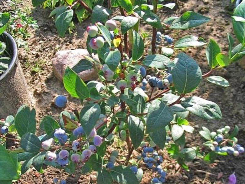 Paano magparami ng mga blueberry