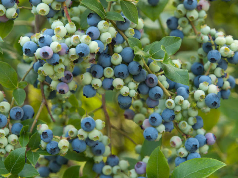 Mga panuntunan sa pagpuputol ng Blueberry bush