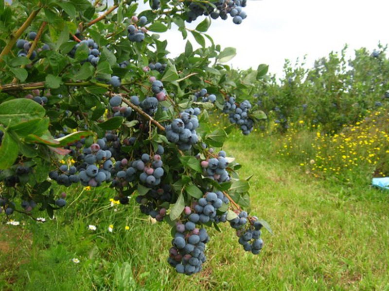 Mga pagkakaiba-iba ng mga blueberry sa hardin