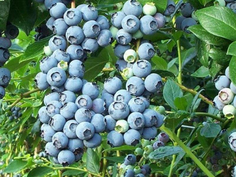 Lumalagong mga blueberry