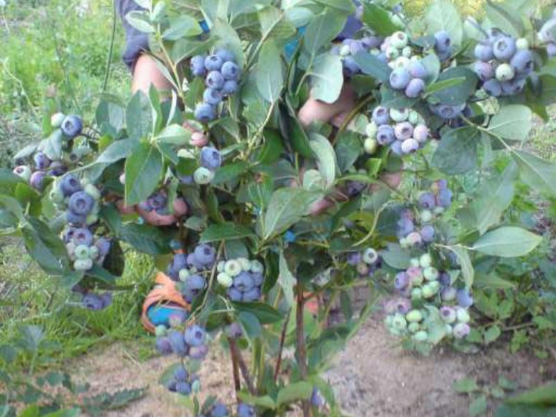 Blueberry sa hardin