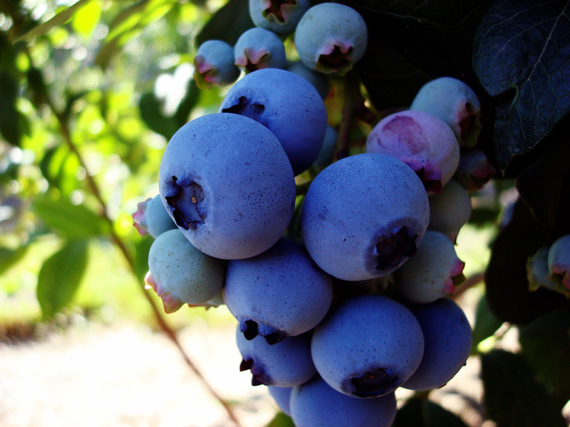 Paano magtanim ng mga blueberry