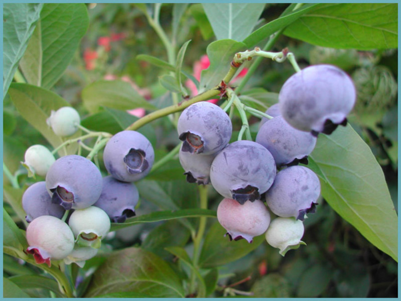 Paano magtanim ng mga blueberry