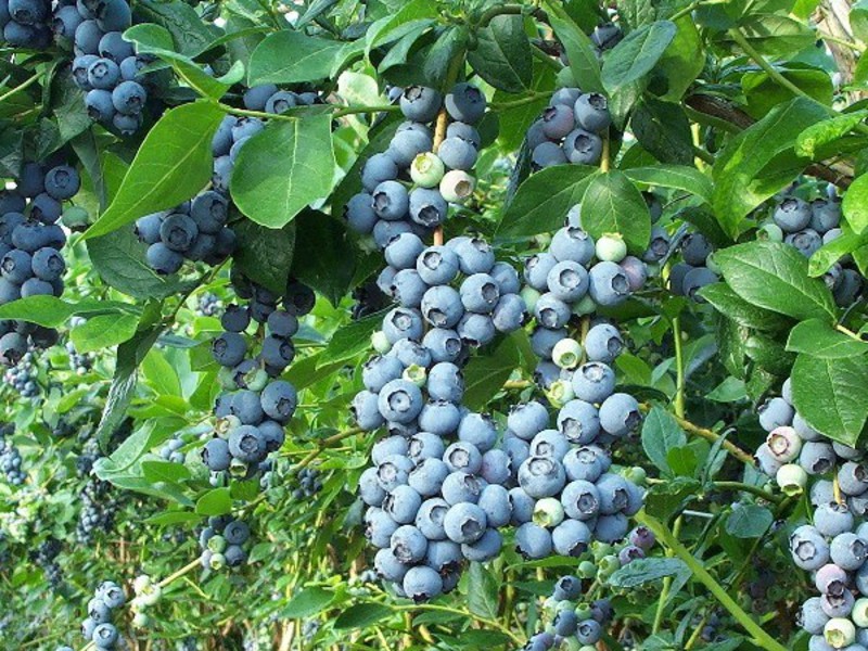 Paglaganap ng Blueberry