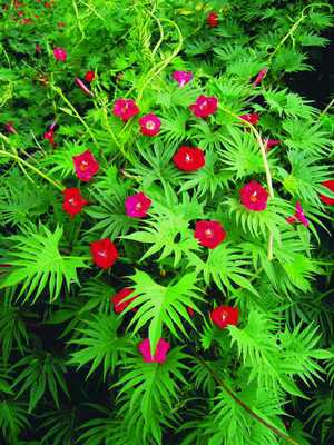 Kvamoklit je božićno drvce s crvenim cvjetovima.