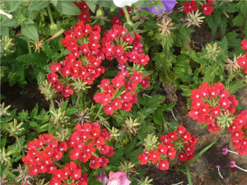 Blomstrende plante kvamoklit