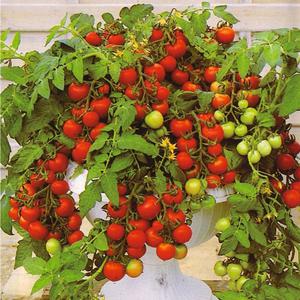 Hvordan ta vare på tomater