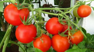 Selectie van tomatenrassen