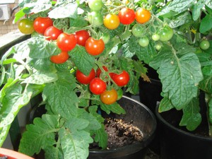 עגבניות במרפסת