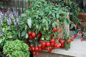 מגוון עגבניות לגידול במרפסת