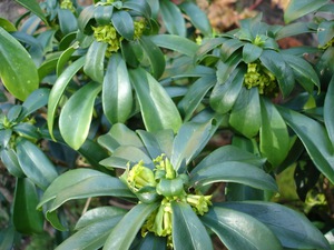 Mga halaman sa loob ng Euphorbia