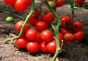 Edellytykset tomaattien viljelylle
