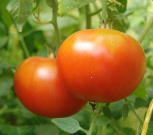 Избор на разнообразие от домати