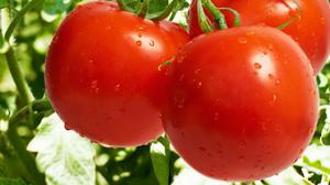 Edellytykset tomaattien viljelylle