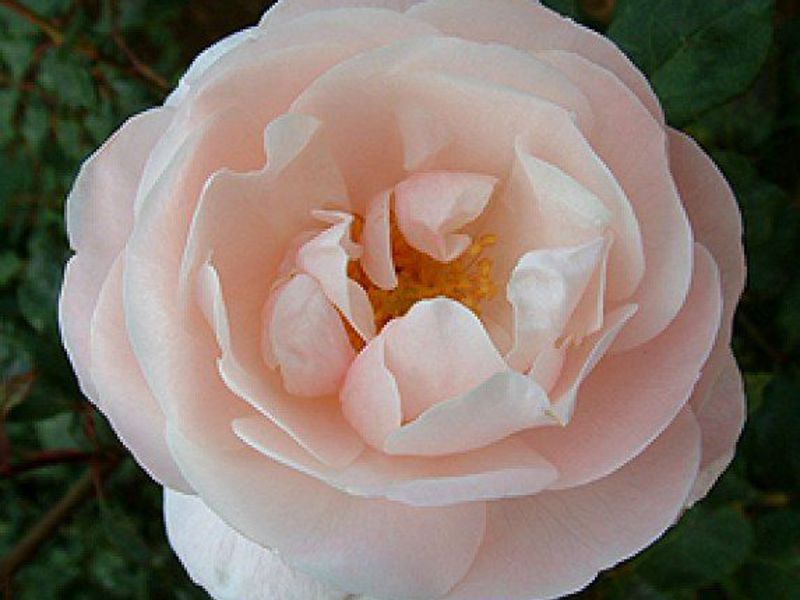 La particolarità delle rose arbustive