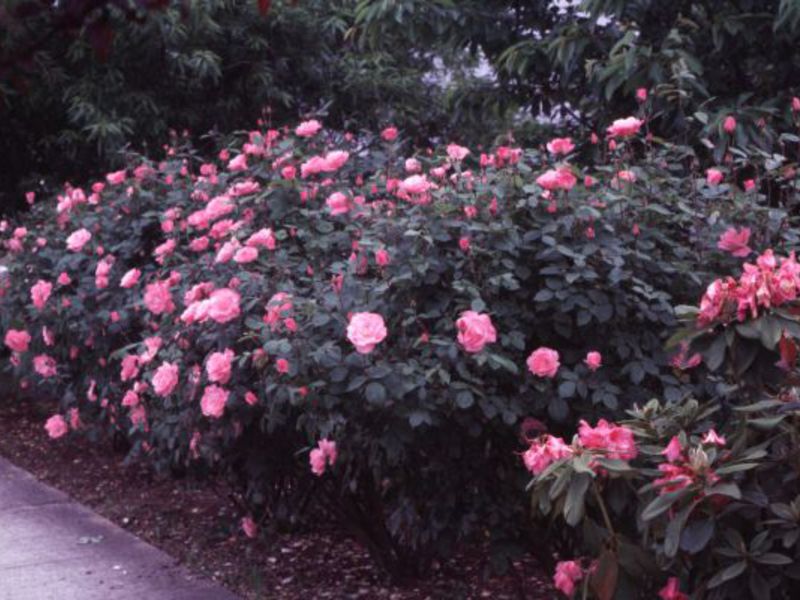 Cum să aveți grijă de tufișuri de trandafiri întinse