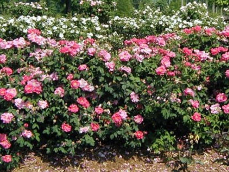 Hoe uitgestrekte rozenstruiken te planten