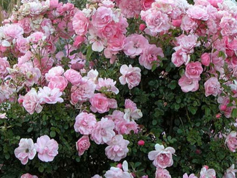 Bush ruže u pejzažnom dizajnu